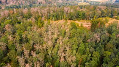 So könnte es bald auch im Sinziger Stadtwald aussehen: sterbender Laubwald im Harz, nachdem man dort mittels Einschlag aufgelichtet hatte. Foto: Adobe Stock/dk-fotowelt