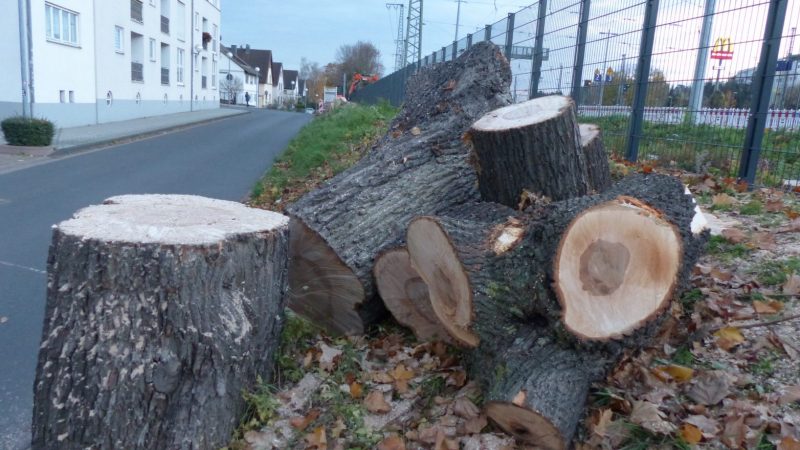 Gefällte Bäume in der Geschwister-Scholl-Straße in Remagen