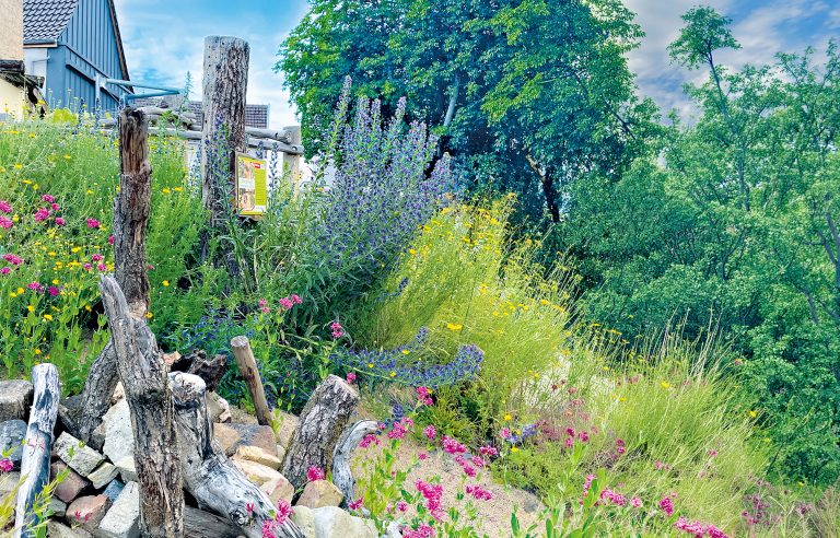 Sinzig: Artenvielfalt und nachhaltige Gartengestaltung erleben