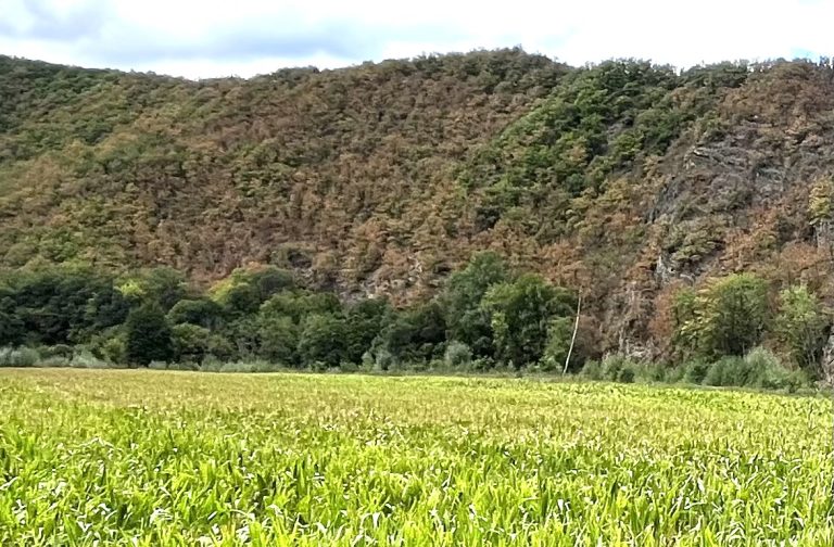 Wälder als Wasserspeicher – Lösungen für das Adenauer Land